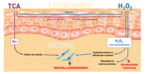 PRX Viso E Biorivitalizzazione Con PRX T33 Cologno Monzese